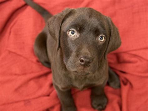 Balto Is A 2 Month Old Male Chocolate Lab Puppy And Is Available For
