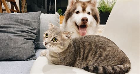 Cats Vs Dogs The Ultimate Pet Showdown