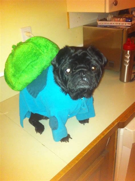 I Would Do Anything To Get My Dog This Costume Dog