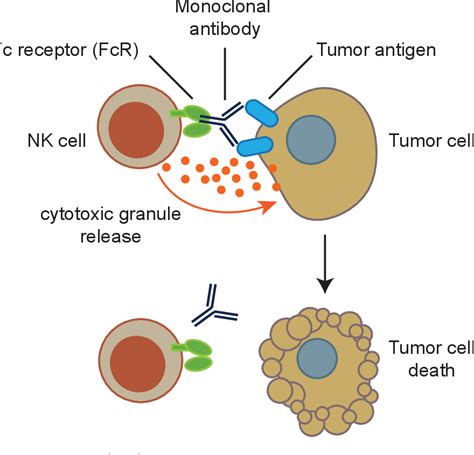 Figure 13 From The Molecular Determinants Of Tumor Cell Sensitivity