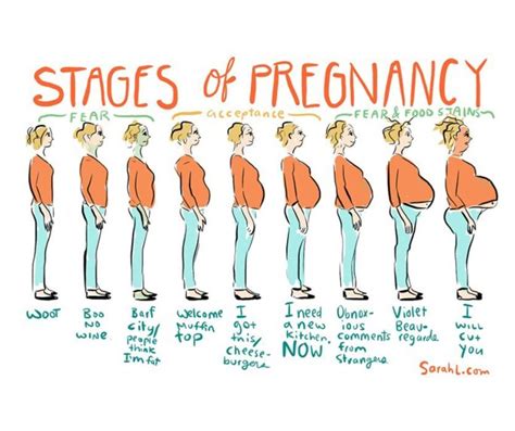 The 6 Stages Of Pregnancy