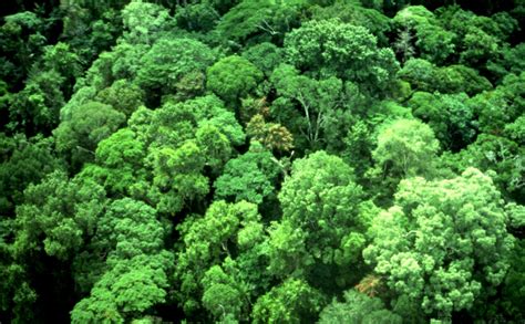 Tropical rainforests are found closer to the equator and temperate rainforests are found farther north near coastal areas. Tropical Rainforest Canopy Trees | Amazing Wallpapers