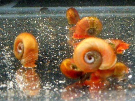 Snail Red Ramshorn Snails Quantity 6 With Free Shipping Livefins