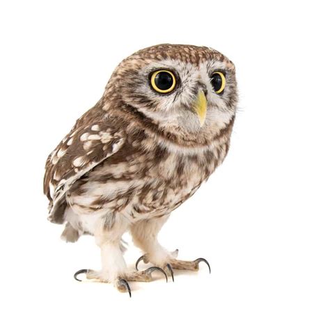 Meet The Cutest Owls In The World A Z Animals