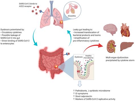 Frontiers Role Of Gut Microbiome In Covid 19 An Insight Into