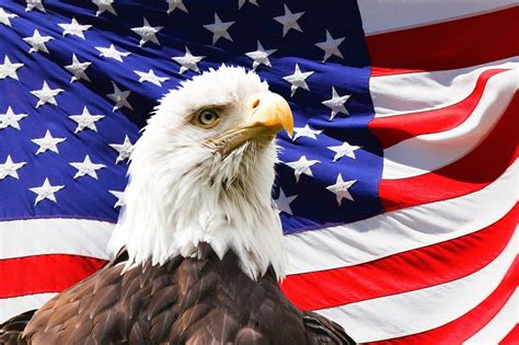 Celebrate National American Eagle Day Technotes Blog