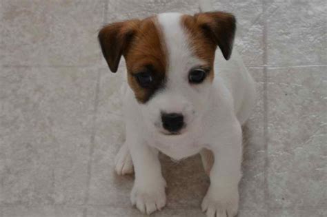 Get a boxer, husky, german shepherd, pug, and more on kijiji.absolutely stunning german shepherd puppies (non papered) for sale all pups will be: Jack Russell Terrier Puppies For Sale Michigan | PETSIDI