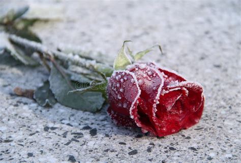 Frozen Rose Stock Photo Image Of Buried Dead Death 82653920