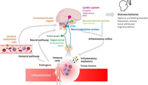 Frontiers Neuro Inflammatory Response And Brain Peripheral Crosstalk In Sepsis And Stroke