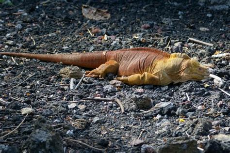 4 Surprising Animals That Live In Volcanoes Cool Wood Wildlife Park