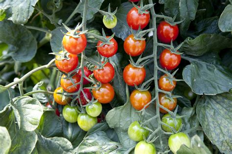 Breeders Seeds Ltd Vegetables And Fruit Tomatoes Cherry Sugar Gloss