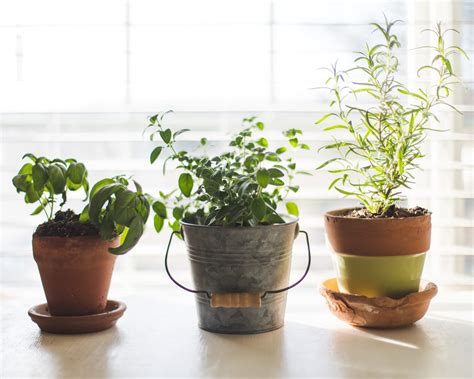 How To Grow An Indoor Herb Garden Stoney Creek Farm
