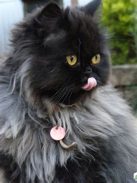 50 names for black cats. Black Smoke Persian | Cute animals, Cute cats, Beautiful cats