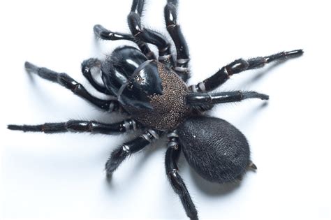Reared up, fangs raised, venom dripping… good luck with that jack! Funnel-web Spiders - The Australian Museum