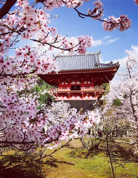 Ninna Ji Temple Kyoto Japan World Heritage 仁和寺 京都 日本 世界遺産 桜
