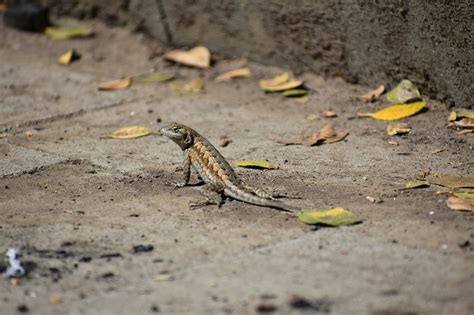 Uncovering The Truth Are Blue Belly Lizards Poisonous Altpet