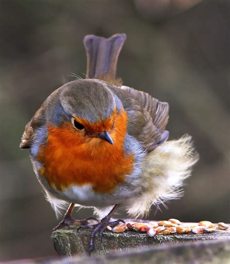 Fluffy Robin By Lewis Outing On 500px Pet Birds Animals Beautiful