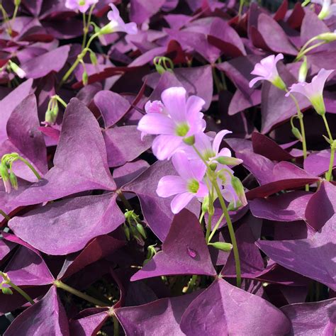 Purple Oxalis Bulbs For Sale Online Shamrock Plants Easy To Grow Bulbs