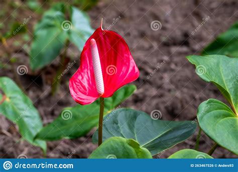 Anthurium Also Known As The Flamingo Flower Flamingo Lily Boy Flower