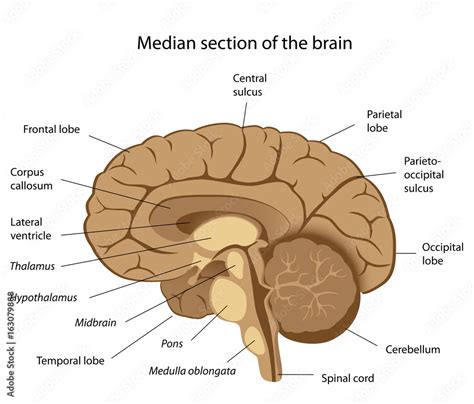 Human Brain Anatomy Labeled Illustration Stock Adobe Stock
