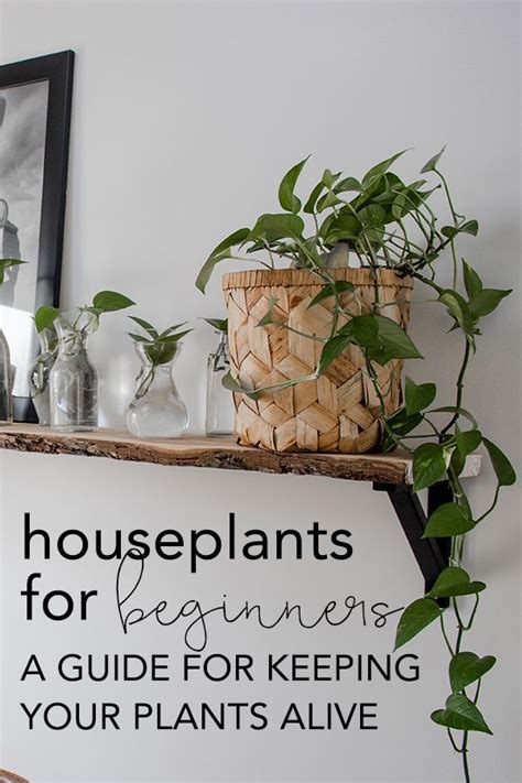 Heres A Guide For Keeping Houseplants Alive A List Of The Easiest