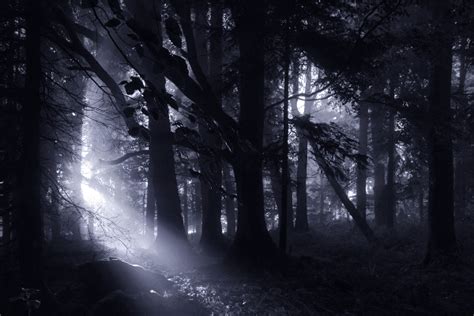 The Dark Forest On Behance