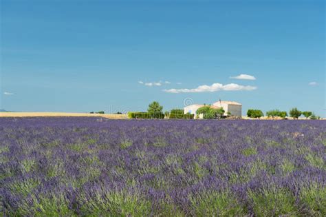 French Lavender And Poppies Stock Photo Image Of Provence Nature