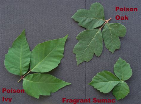 Poison Ivy And Poison Oak How To Identify Avoid And Treat