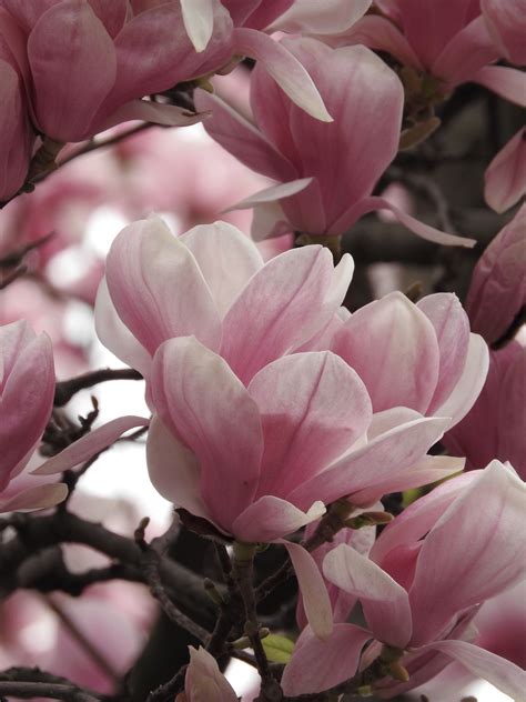 Webmasters, you can add your site in. Magnolia tree | Pink flowers | Blooms | Spring ...