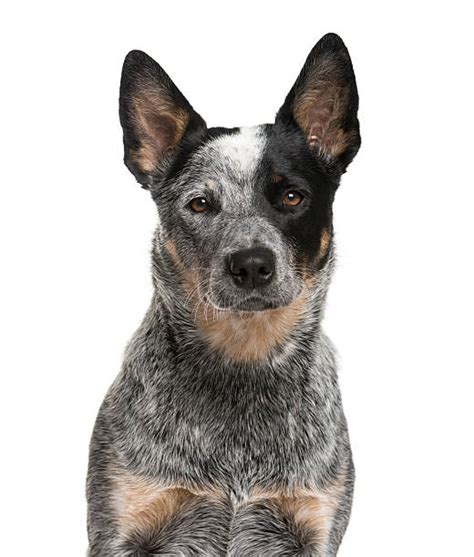 Best Blue Heelers Silhouette Stock Photos Pictures