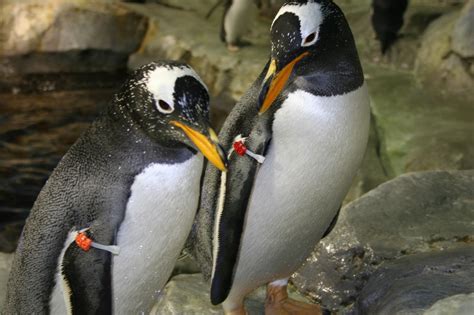 Penguins are one of about 40 species of flightless birds. Tennessee Aquarium Blog: Penguins Preparing for Nesting ...