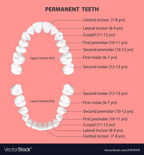 Lower Anterior Teeth