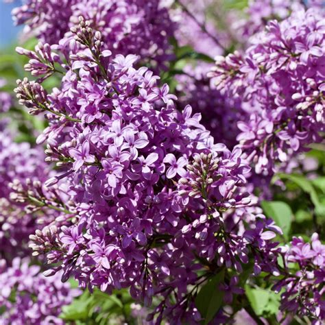 Persian Lilac Shrub Green Thumbs Garden
