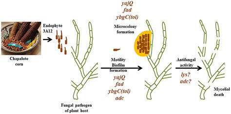 Frontiers Genes Required For The Anti Fungal Activity Of A Bacterial