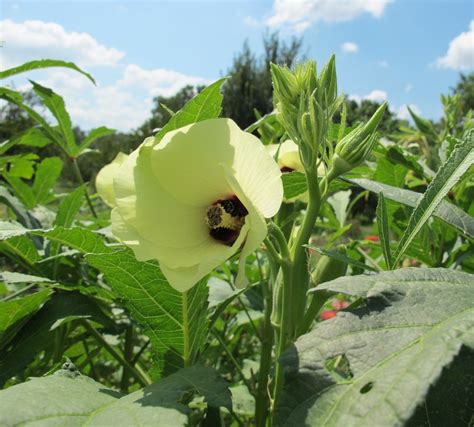Growing okra ensures you've always got this vegetable at hand. Chef Alan's Blog: Pickled Okra