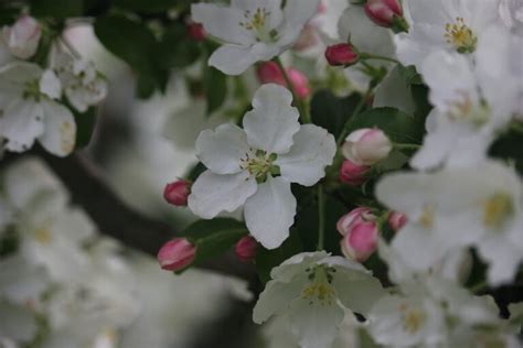 The Adirondack Crabapple Tree Minneopa Orchards