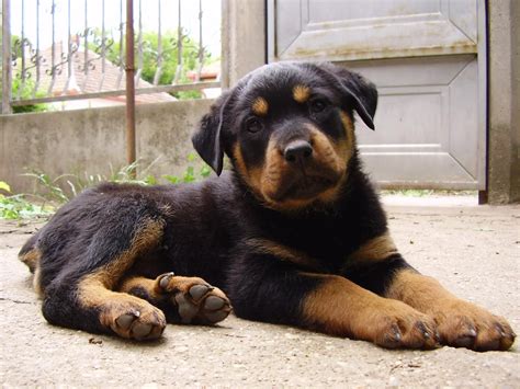 Rottweiler puppies for sale, purebred rottweiler puppies for sale, buy a rottweiler puppy. dog | Rottweiler puppy wallpaper free wallpaper in free pet category: Dog | For the of D gs ...