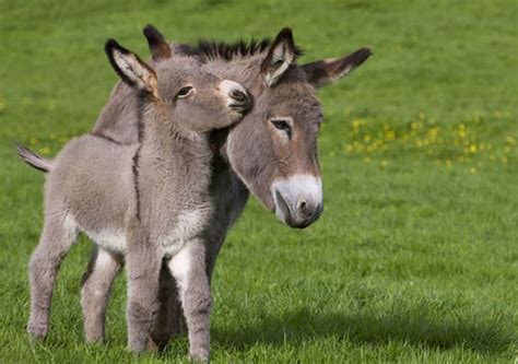 20 Precious Photos Of The Most Adorable Baby Donkeys