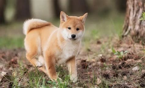 Shiba Inu Puppies Cute Fox Like Japanese Dog Breed