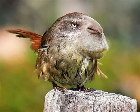 Curious Funny Photos Pictures Funny Hybrids Of Different Animals