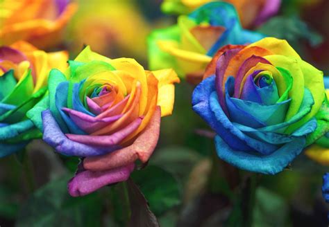 How To Create Rainbow Roses