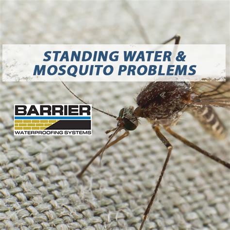 Standing Water Mosquito Problems Barrier Waterproofing Systems
