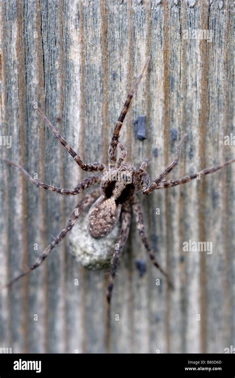Wolf Spider Carrying Eggs Stock Photo Alamy