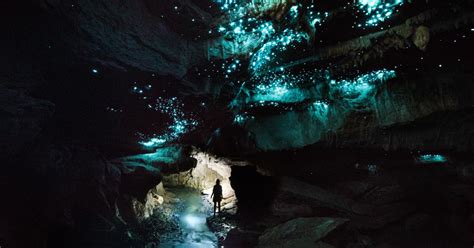 Waitomo Guided Eco Cave Tour Getyourguide