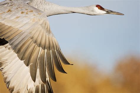 Sandhill Crane Flying Bosque Del Apache Photograph By Sebastian