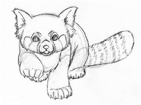 Red Panda Panda Art Panda Sketch Cute Cartoon Drawings