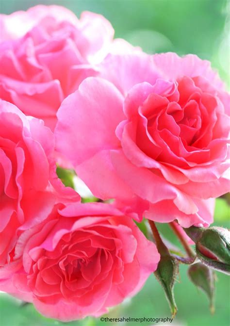 Beautiful Pink Roses From My Garden By Theresahelmer On