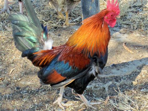 Colourful Rooster Free Stock Photo Public Domain Pictures