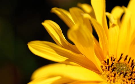 Happiness, solid sunshine, that summa mood, hundreds of sunflowers, pigtails, lemonade on a hot day, banana ice cream , little golden books, sun showers, pixie dust, dandelions , new crayons. yellow flower petal - HD Desktop Wallpapers | 4k HD