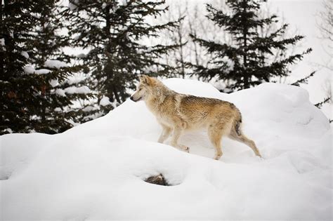 How Do You Convince 125 Million People To Embrace Wolves Atlas Obscura